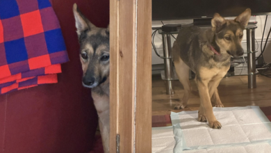 Scary rescue dog hides behind sofa for weeks and steals internet's heart