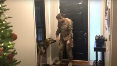 The soldier returns from deployment and the nervous dog sniffs, then attacks