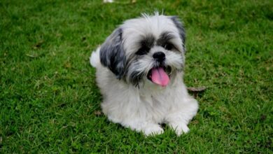 Best Pill Pockets for Shih Tzus