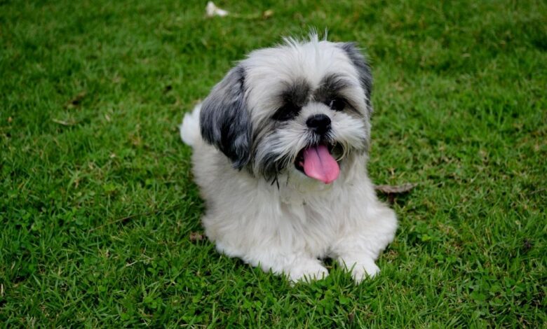 Best Pill Pockets for Shih Tzus