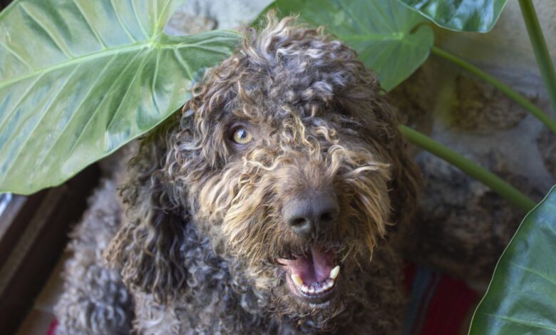 Keeping up with the Spanish Water Dog – Dogster