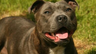 Best Pill Pockets for Staffordshire Bull Terriers