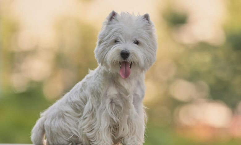 Best Pill Pockets for Westies
