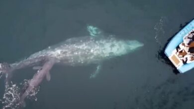 Horrified whale watchers witness this once-in-a-lifetime magical event