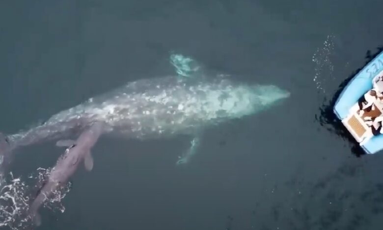 Horrified whale watchers witness this once-in-a-lifetime magical event