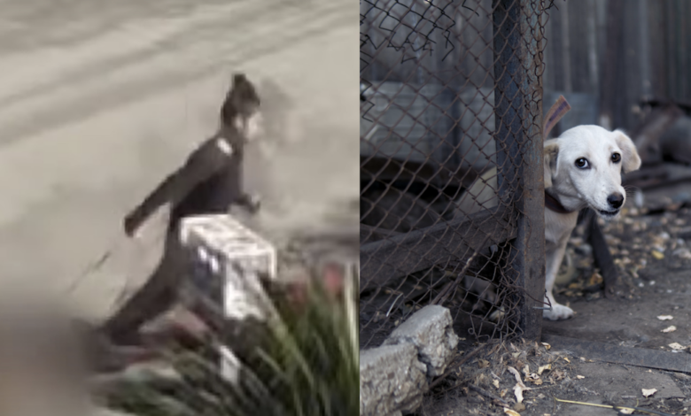 The woman dragged and tortured the puppy brutally but was not caught