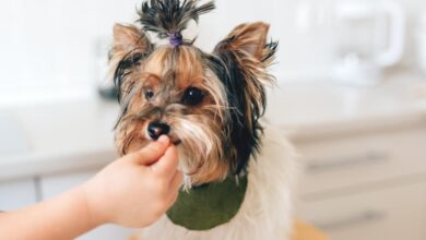 Best Pill Pockets for Yorkies