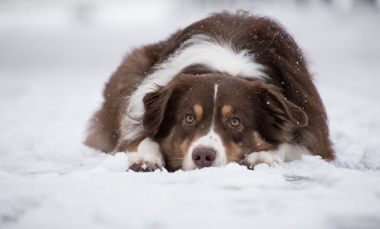 The 20 best foods for Australian Shepherds with allergies