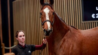 BBA Ireland continues to spend on Monday in Arqana