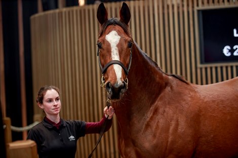 BBA Ireland continues to spend on Monday in Arqana