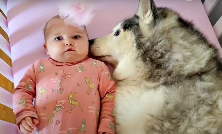 Husky tries to put baby to sleep to have sweet dreams