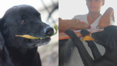 Smart dog buys his own food every day using leaves as cash
