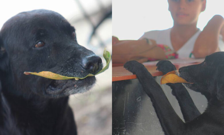 Smart dog buys his own food every day using leaves as cash