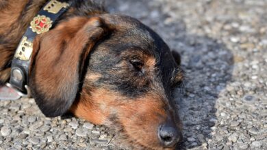 20 best foods for Dachshund dogs with diarrhea