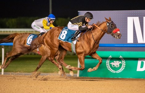 Tall guy stands tall for Calumet, O'Neill in Dubai