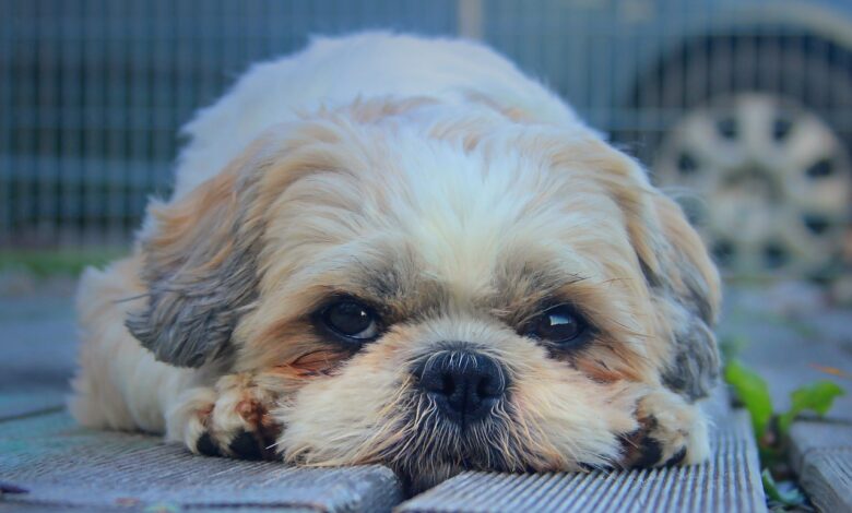 The 20 best foods for picky eaters Shih Tzu