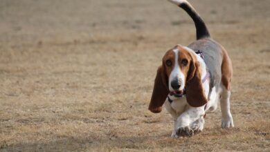 20 Best Foods for Basset Hounds with Allergies