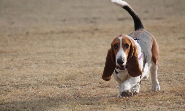 20 Best Foods for Basset Hounds with Allergies