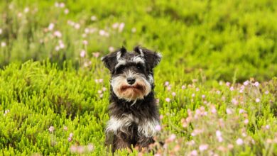 The 20 Best Foods for Allergic Schnauzers