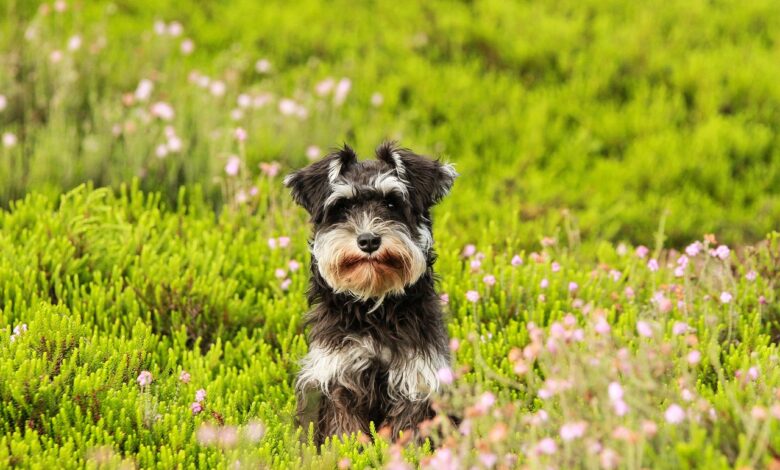 The 20 Best Foods for Allergic Schnauzers