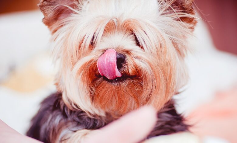 The 20 best foods for picky eaters Yorkie