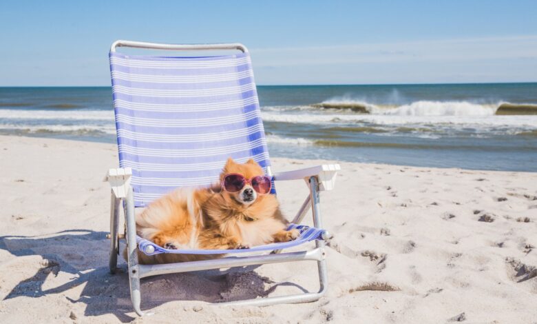 Why dogs need sunscreen and our top pick - Dogster