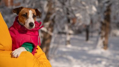 Must-have cold weather gear for dogs