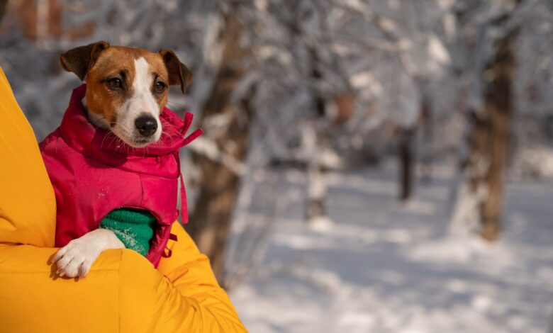 Must-have cold weather gear for dogs