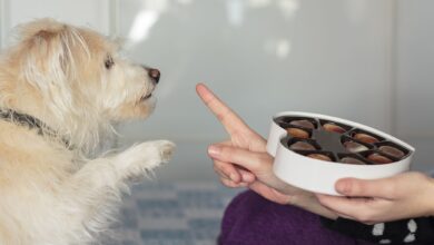 What to do if your dog eats chocolate - Dogster