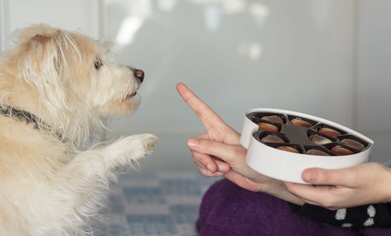 What to do if your dog eats chocolate - Dogster