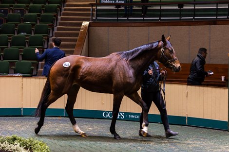 Online bidders jostle for top shipments at Goffs in February.