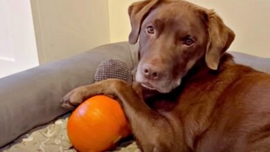 Pumpkin Rots Lab Emotional Support, Mom's Plan Is A Solid "No"