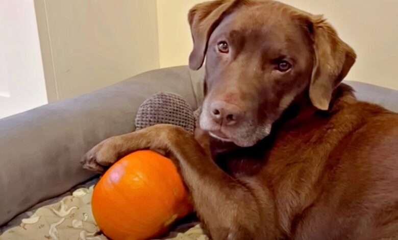 Pumpkin Rots Lab Emotional Support, Mom's Plan Is A Solid "No"
