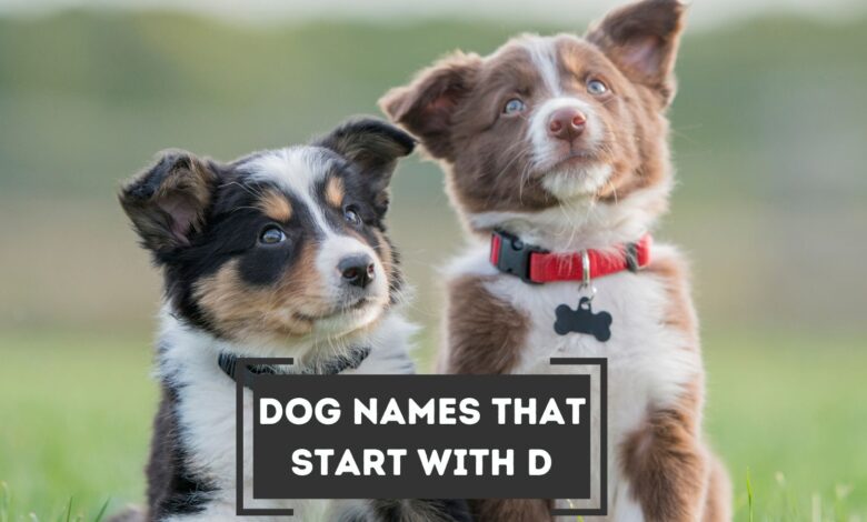List of Dog Names that Start with D--with their meanings