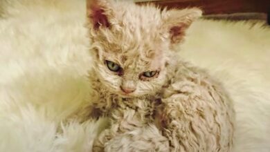 Cats living in sewers give birth to unusual kittens, vets can't explain