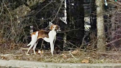 The lost dog runs farther when the mother is right in front of her