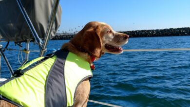 What is a dog life jacket?  - dog