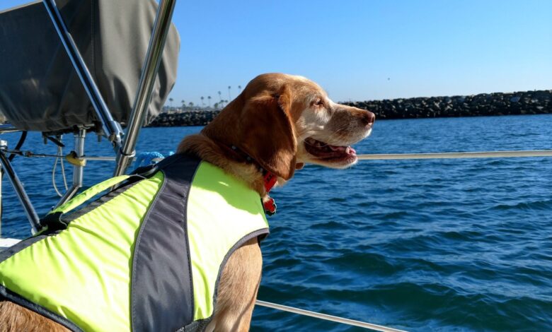 What is a dog life jacket?  - dog