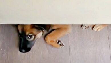 The puppy tries to convince his father that he is invisible