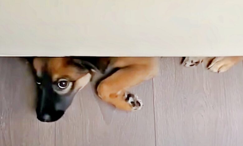 The puppy tries to convince his father that he is invisible