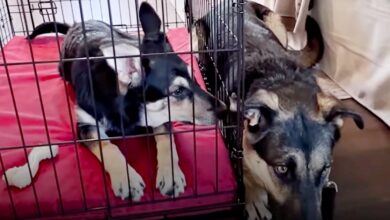 Mother Lying By The Puppies' Crib But They Didn't Know They Met