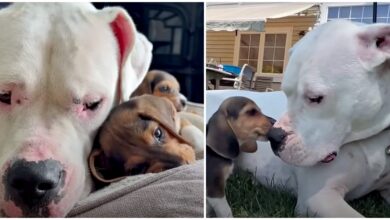 Deaf dog Ginormous anoints herself Nanny for seven Beagle puppies