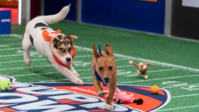 How to watch Puppy Bowl 2023 online without cable — Start time, stream and more