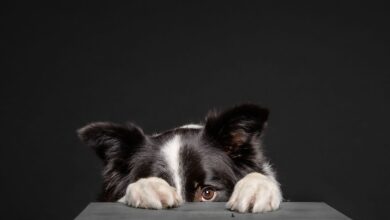 5 signs your dog doesn't like you – Dogster