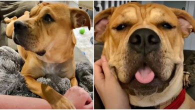 The clumsy dog ​​thinks her mom was sent to the planet just because of her