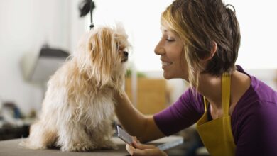 How much to tip a dog for grooming – Dogster