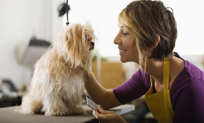 How much to tip a dog for grooming – Dogster