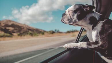 Proposed Florida bill seeks to ban dogs from sticking their heads out car windows