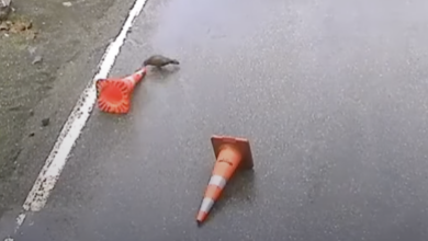 Watch wild parrots divert traffic in the construction area