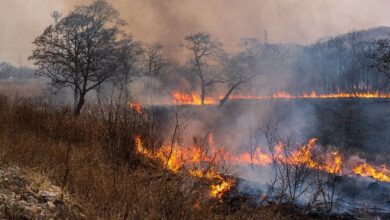 Wildfire Risk Increases for Western US Due to Wet and Cold Conditions – Do You Accept It?